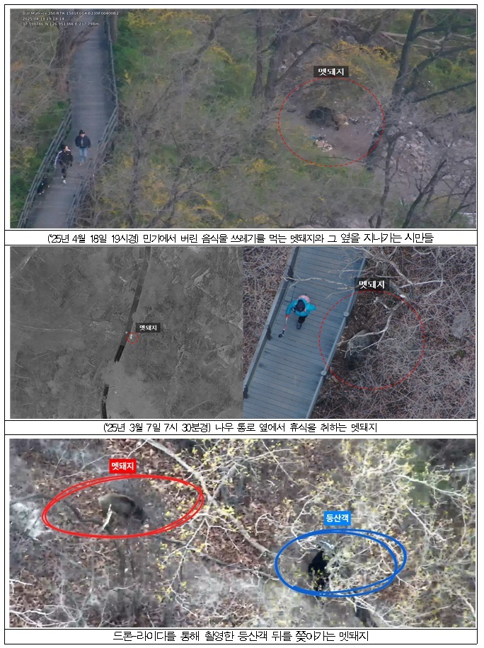 서울 인천 도심 야생동물 출몰 지도 구축 멧돼지 너구리 동선 과학적 예측