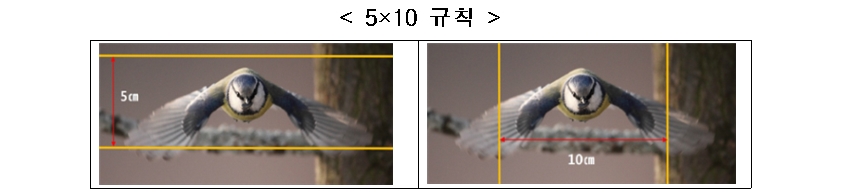 야생조류 투명 유리창 충돌, 시민과 함께 막는다