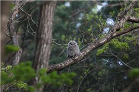 긴점박이올빼미 인공둥지 생육과정 최초 확인